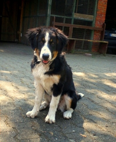 Amy (Berner Sennenhund, Collie) Berner Sennenhund Collie 